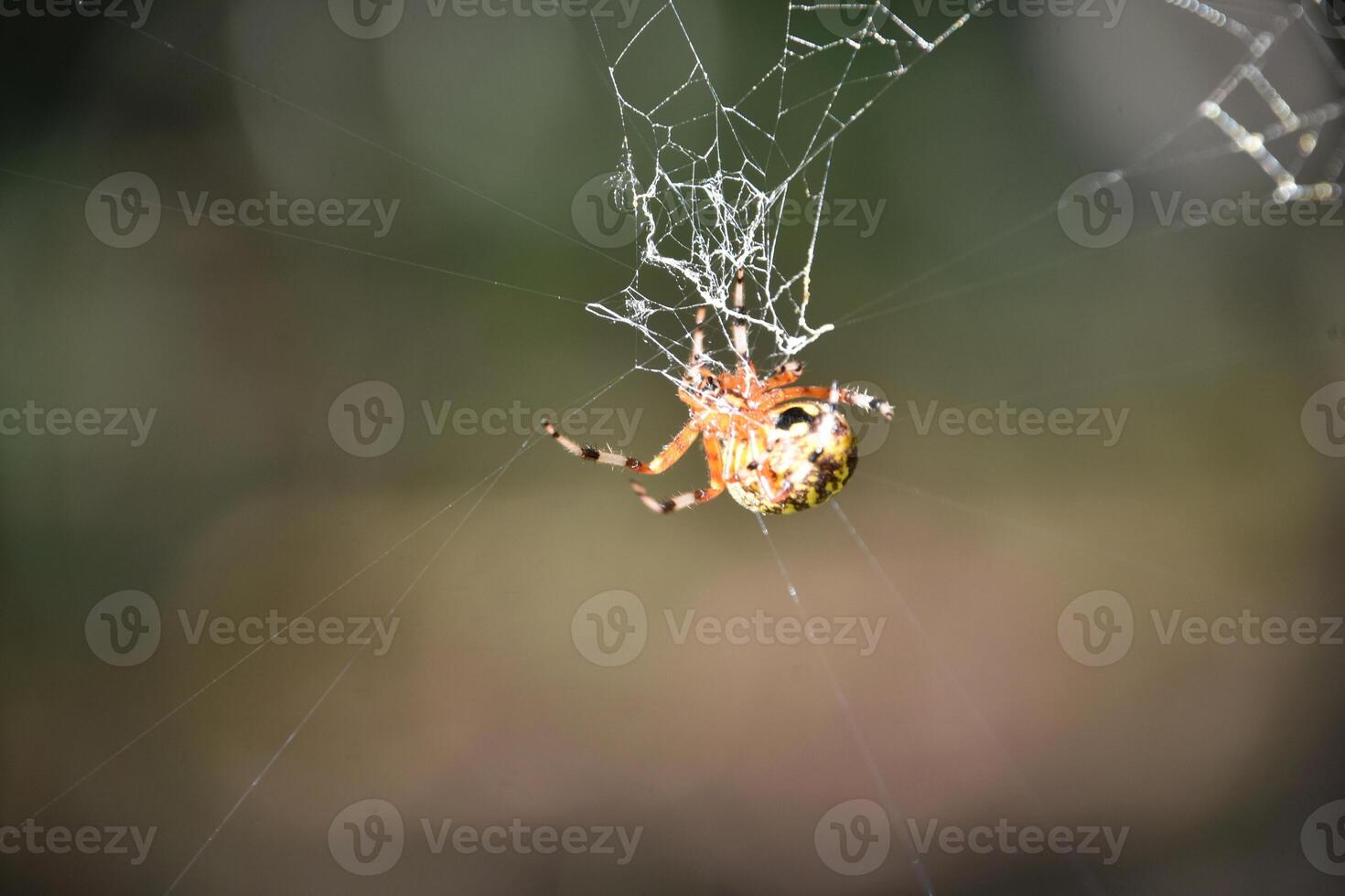 Orb Weaver in the Center of a Web photo