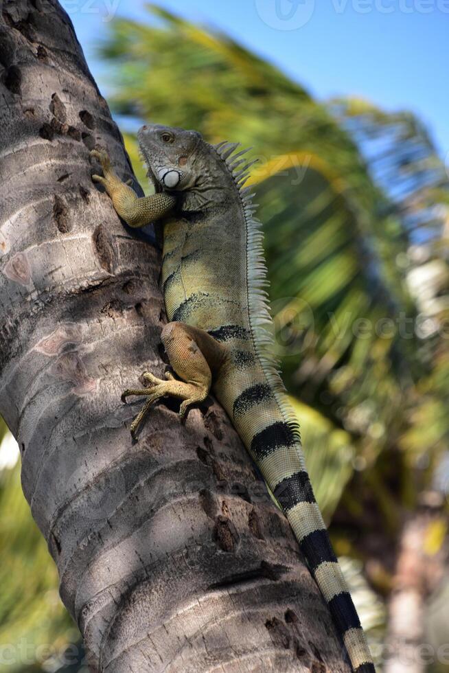 Green Iguana Lizard Climbing up a Palm Tree photo