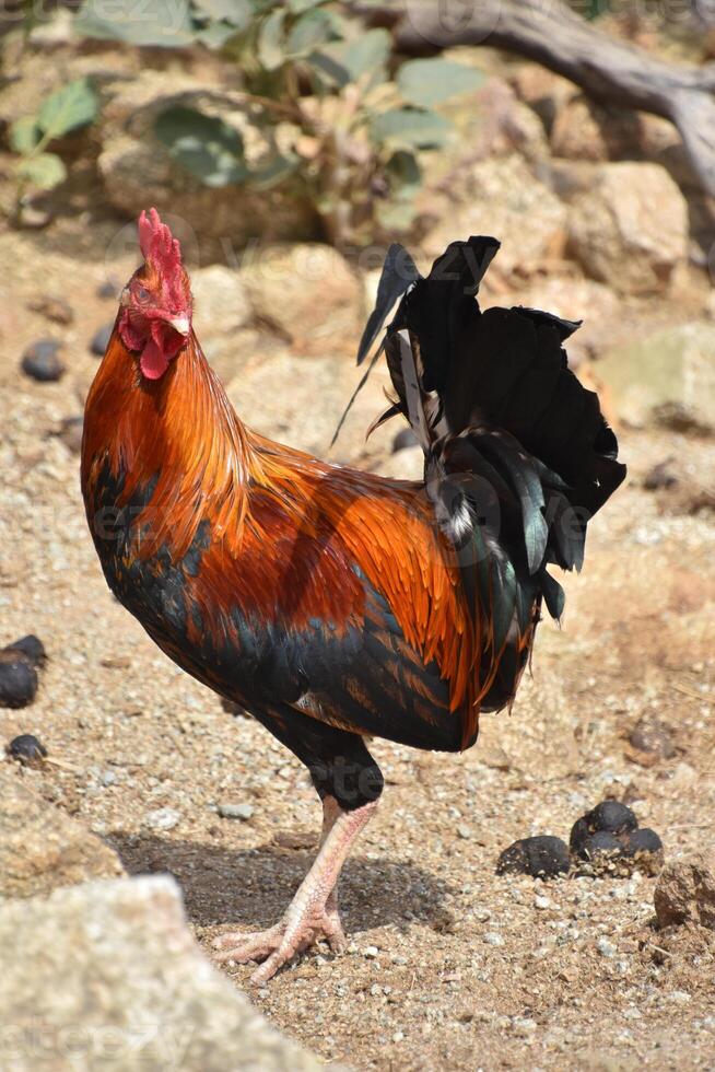 Gorgeous Rooster with a Red Comb and Silk Feathers photo