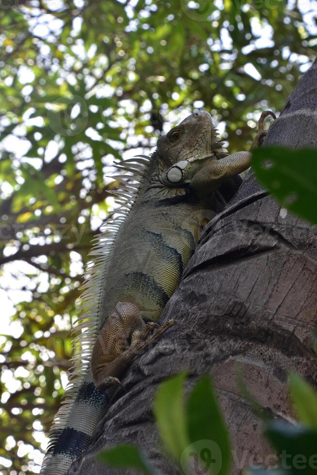 Iguana Creeping Up a Palm Tree in Aruba photo