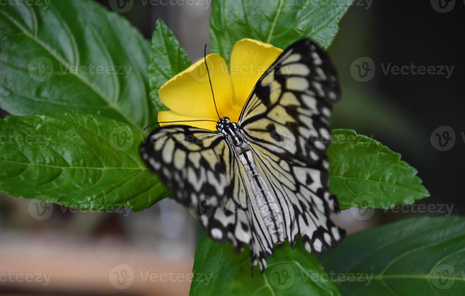 White Tree Nymph Butterfly in a Garden photo