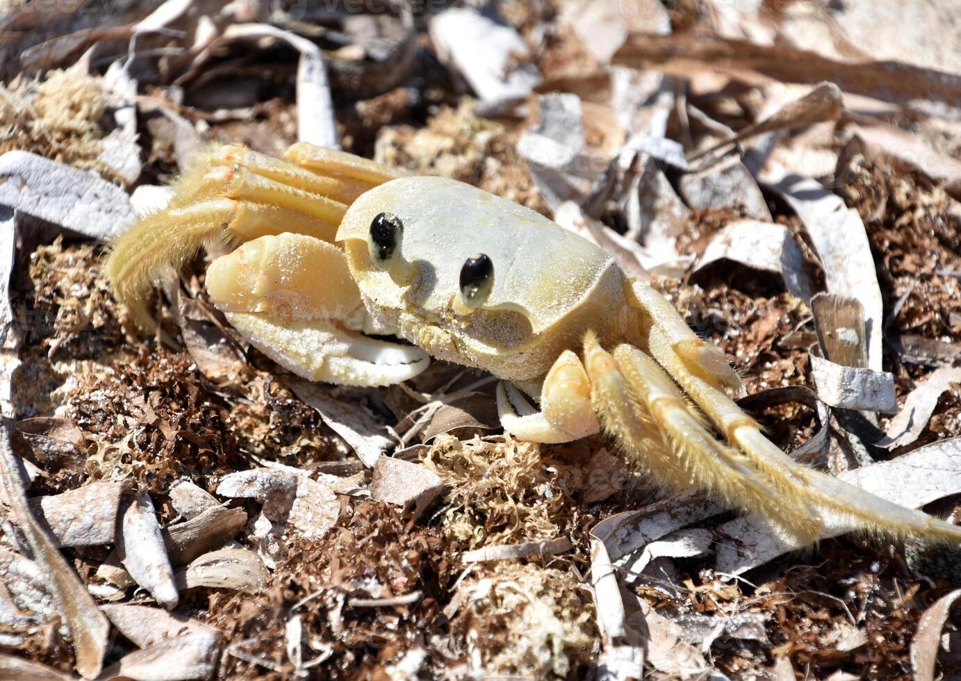 Looking into the Face of a Ghost Crab photo