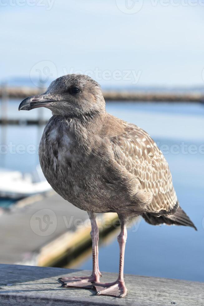 Webbed Feet on a Seagull on the Dock photo