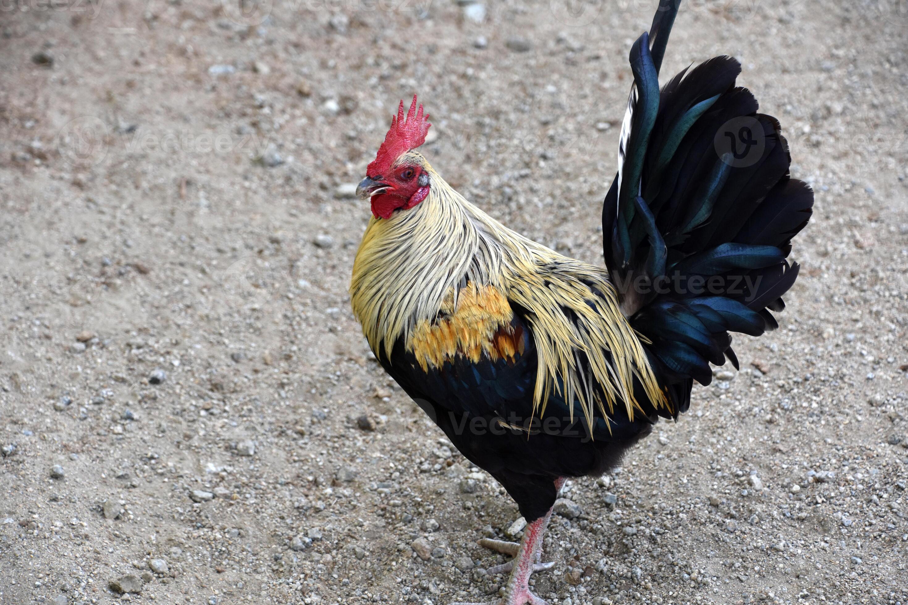 Multi Colored Marvels: The Most Stunning Rooster Breeds - 6x2szrs