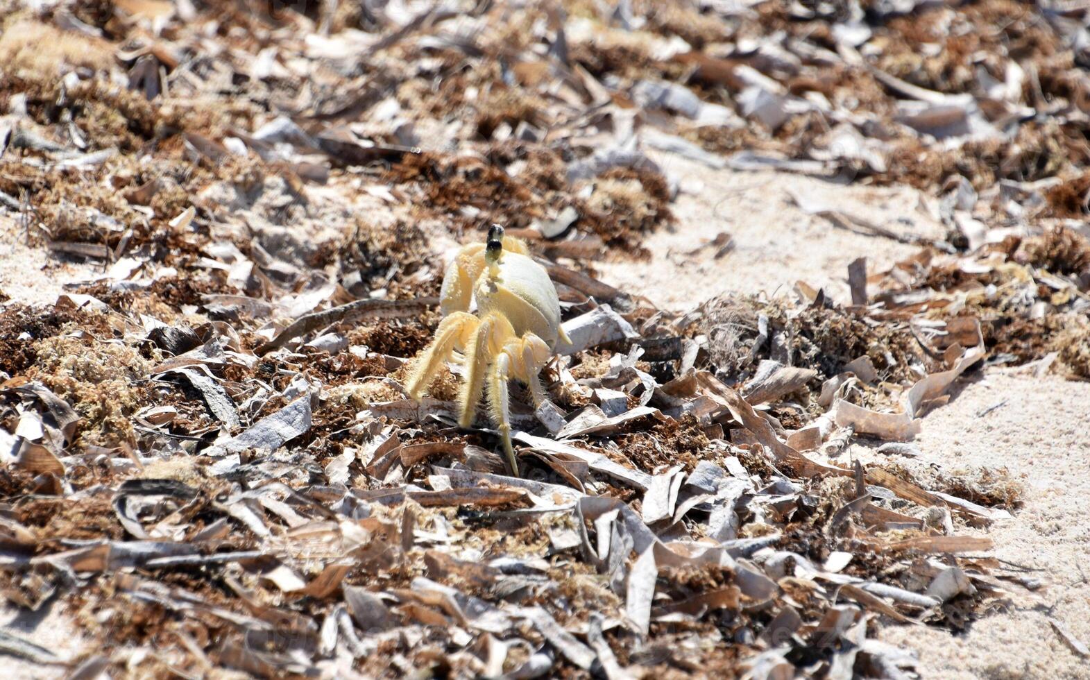 Side View of a Ghost Crab on Dry Seaweed photo