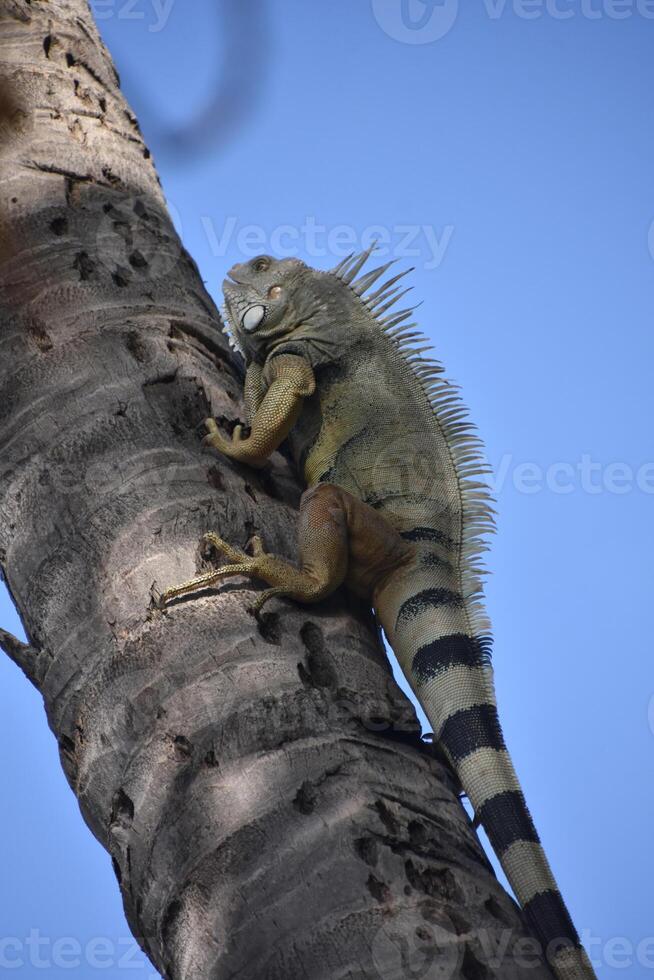 Iguana with Spines Down His Back on a Tree photo