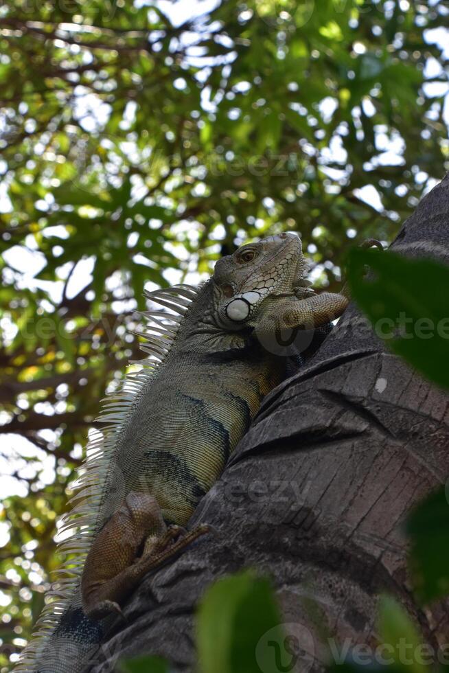 Terrific Capture of an Iguana Climbing photo