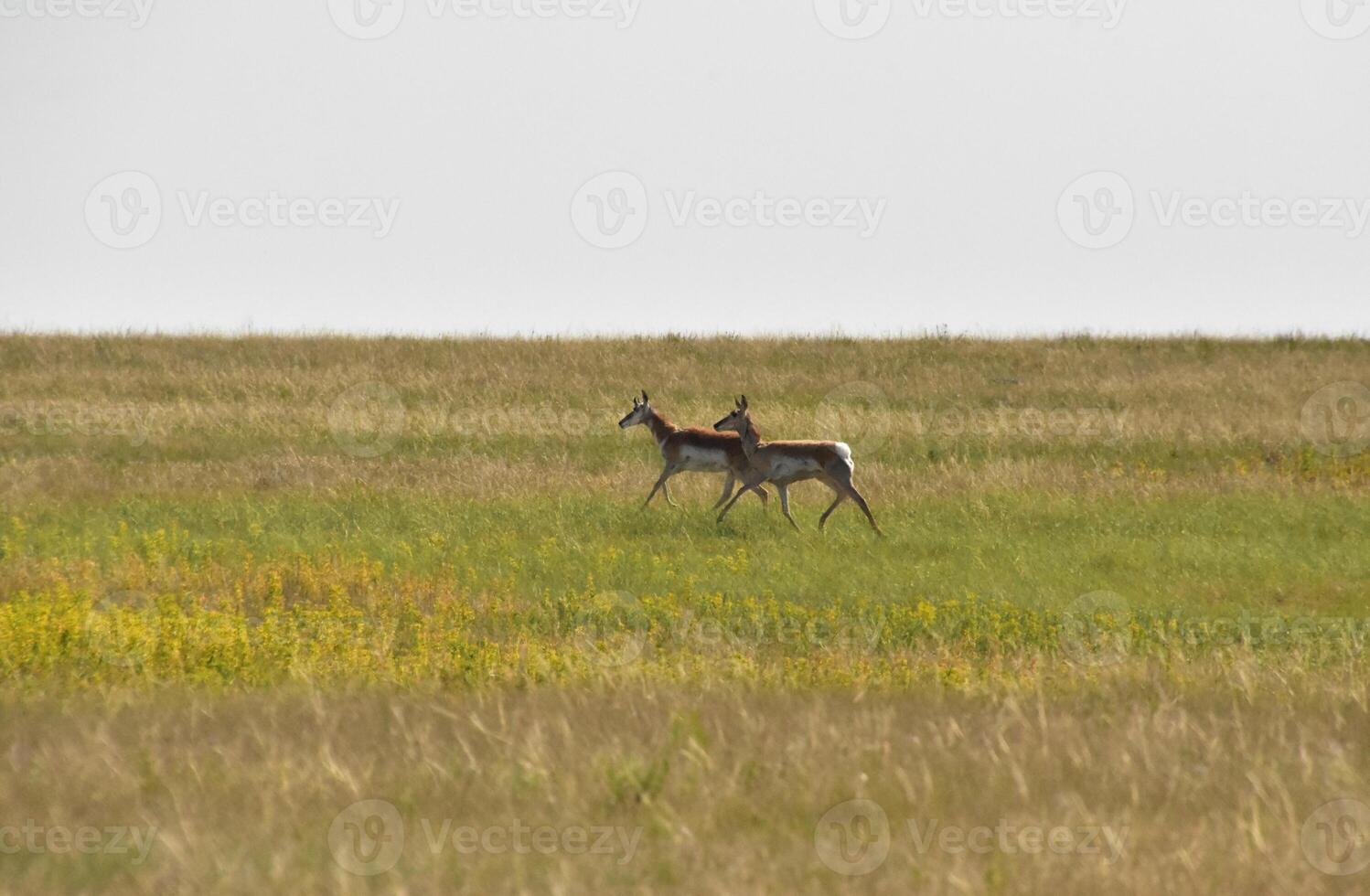 Two Pronghorn Does Running on the Plains photo