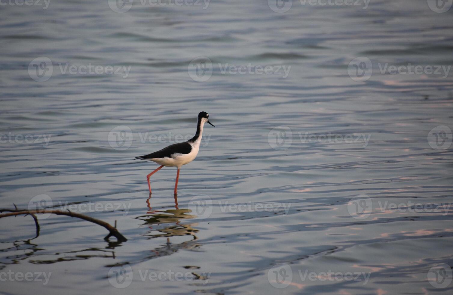 Black and White Sandpiper Walking in Shallow Waters photo