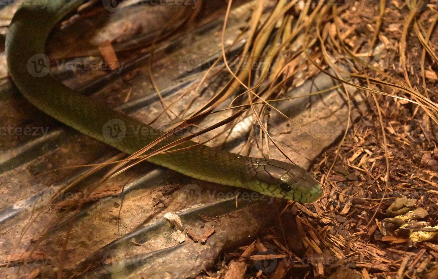 Deadly Green Snake on the Forest Floor photo
