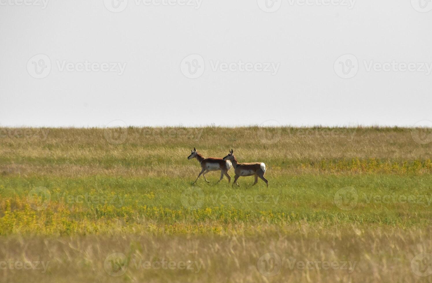 Running Peninsular Pronghorns in a Large Field photo