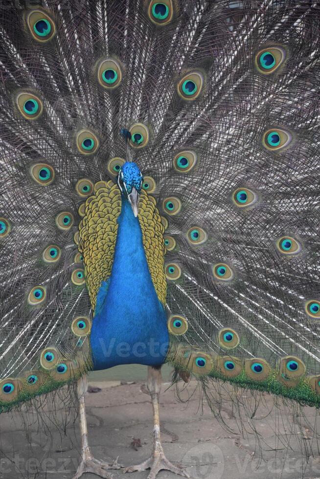 Colorful Plummage Visible on a Blue Peacock photo