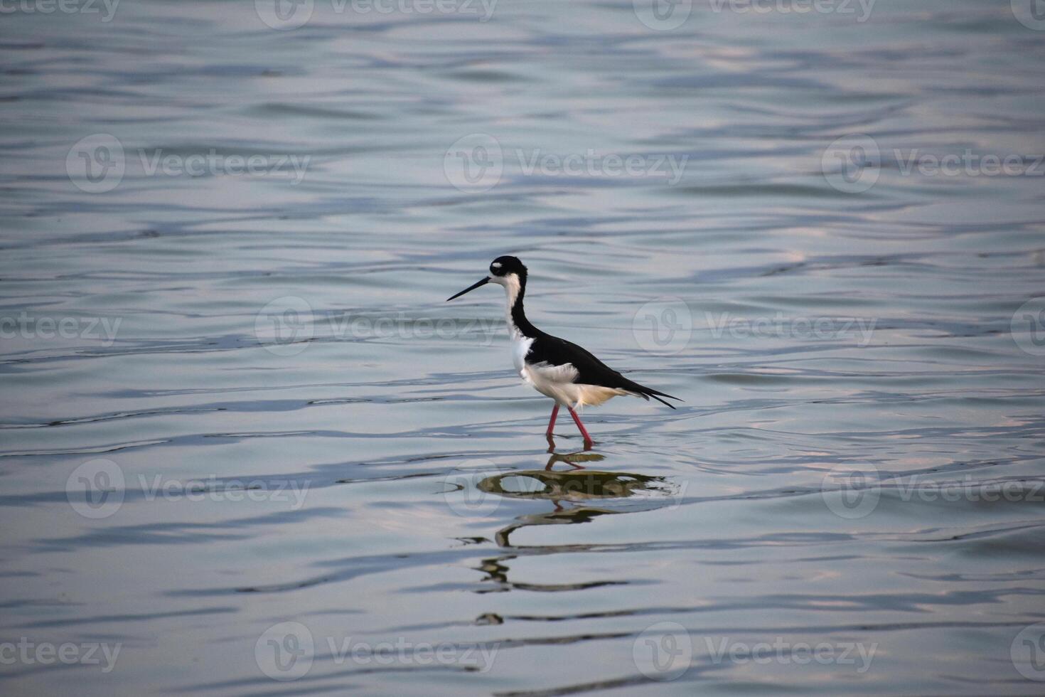 Fantastic Capture of a Black Neck Stilt photo