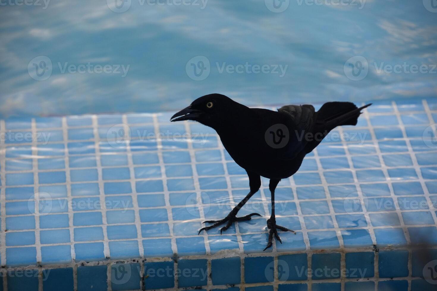 Common Grackle Bird at the Edge of a Pool photo