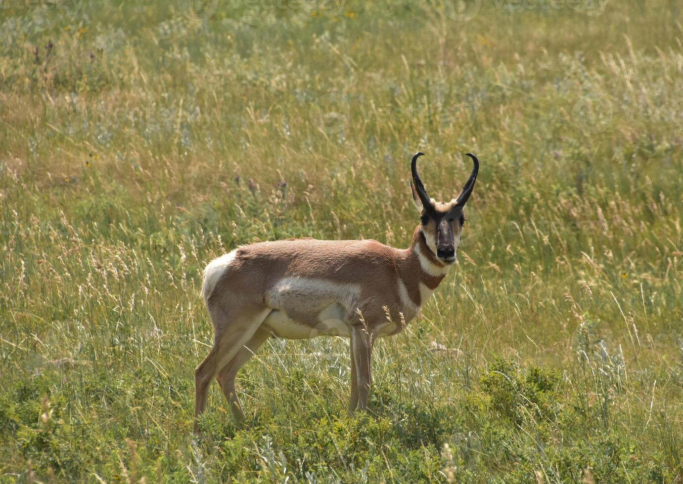 Amazing Look Into the Face of a Peninsular Pronghorn photo