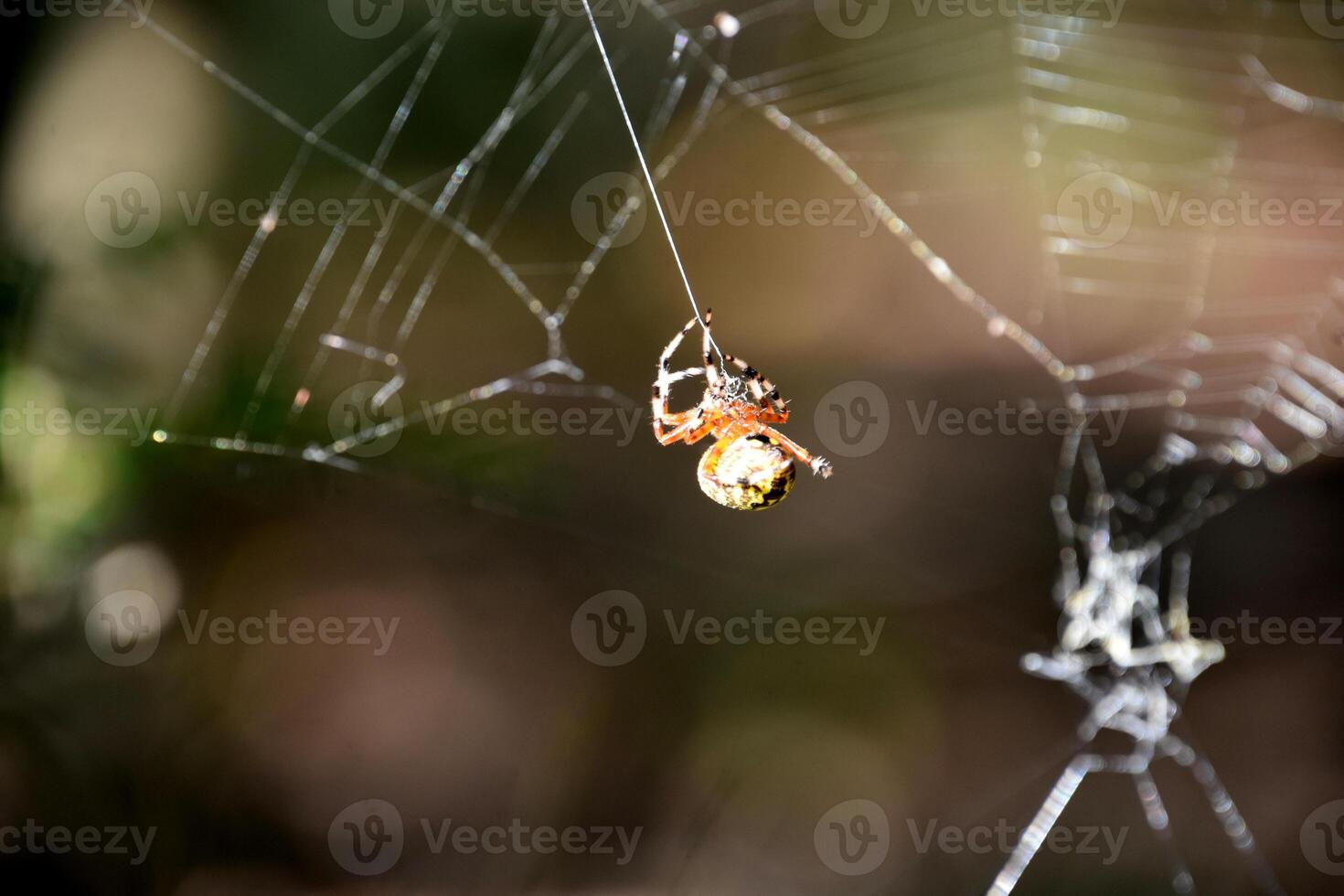 Orb Weaver Spider Weaving a Large Spider Web photo
