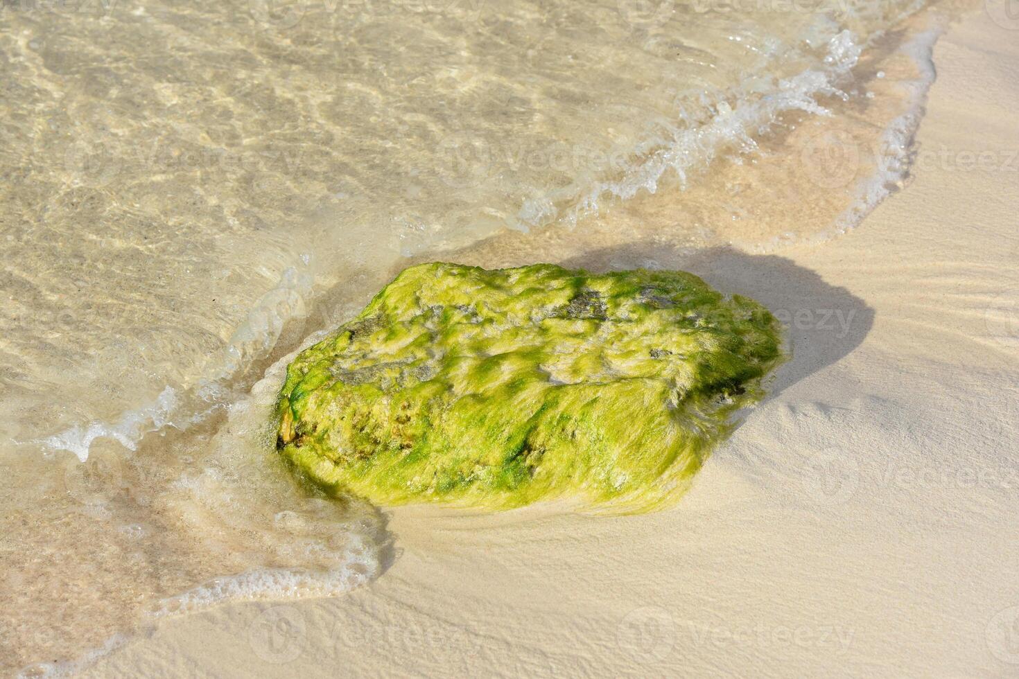 Algae Covered Rock With Water Around It photo
