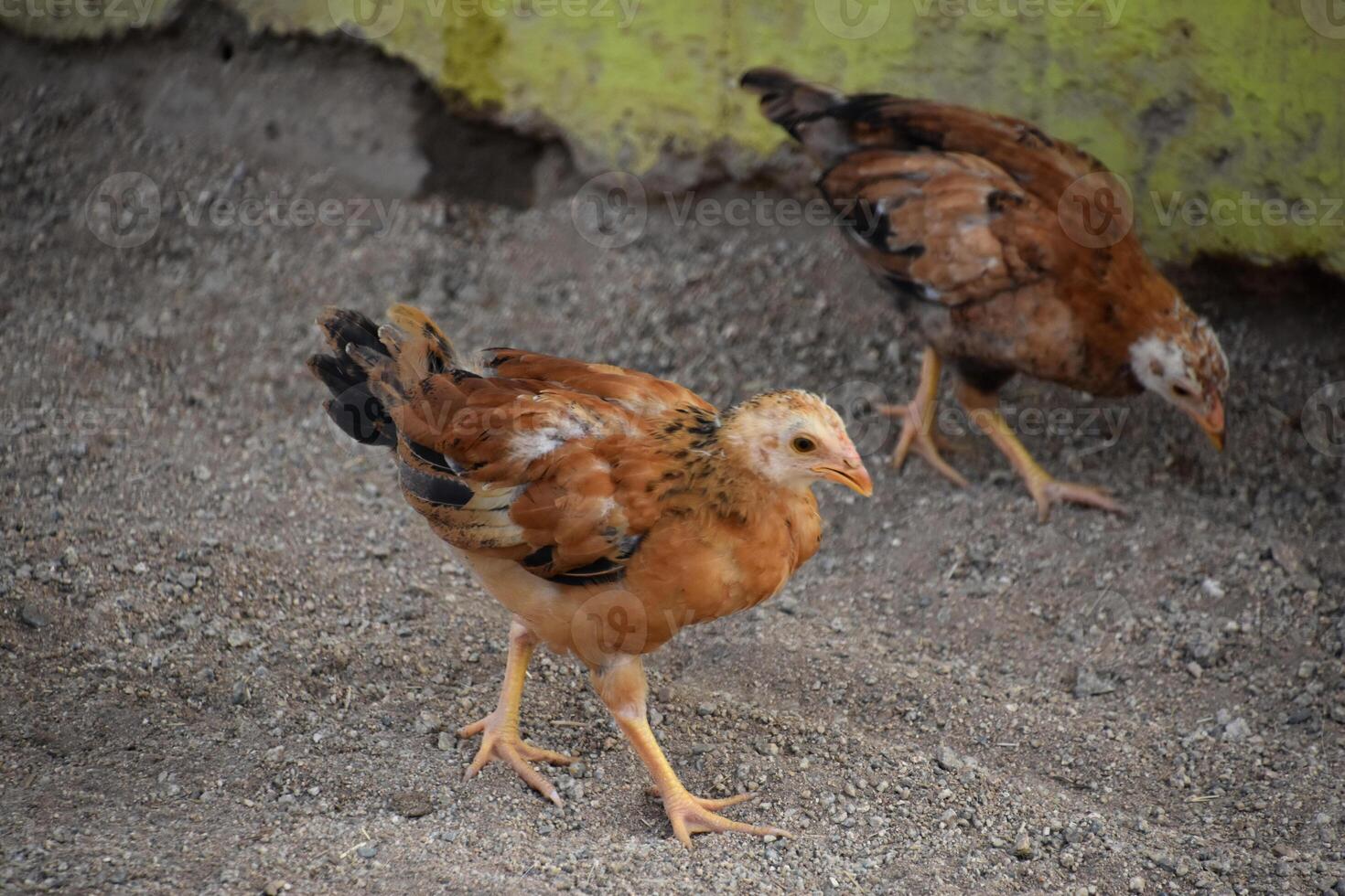 Pair of Baby Chicks Walking Along photo