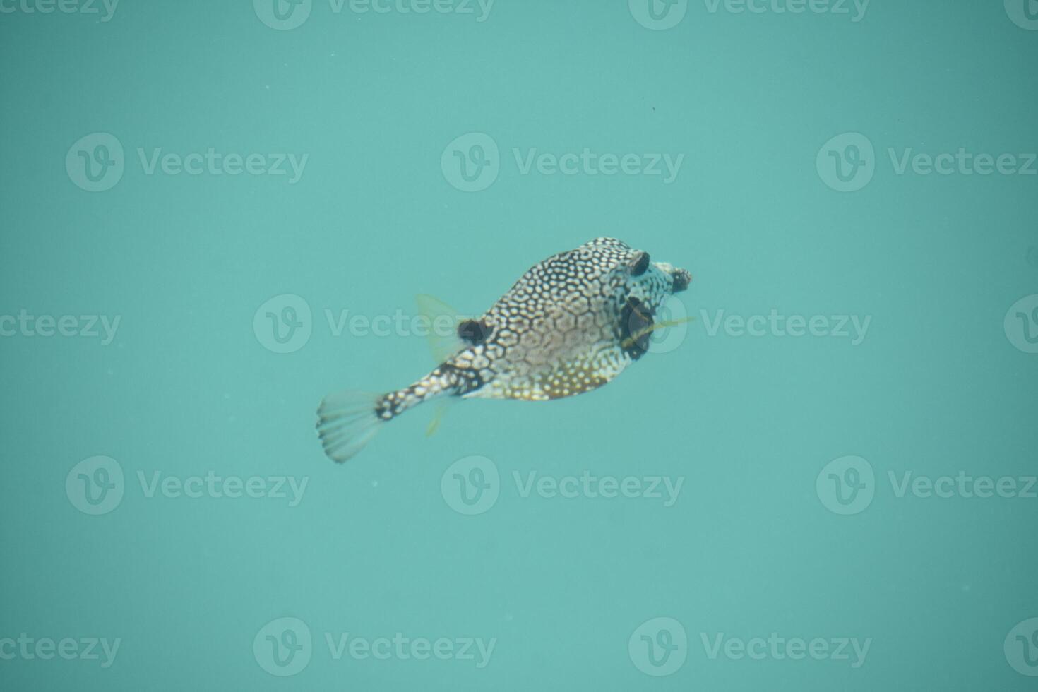 Patterned Fish Swimming Under the Sea with Polka Dots photo