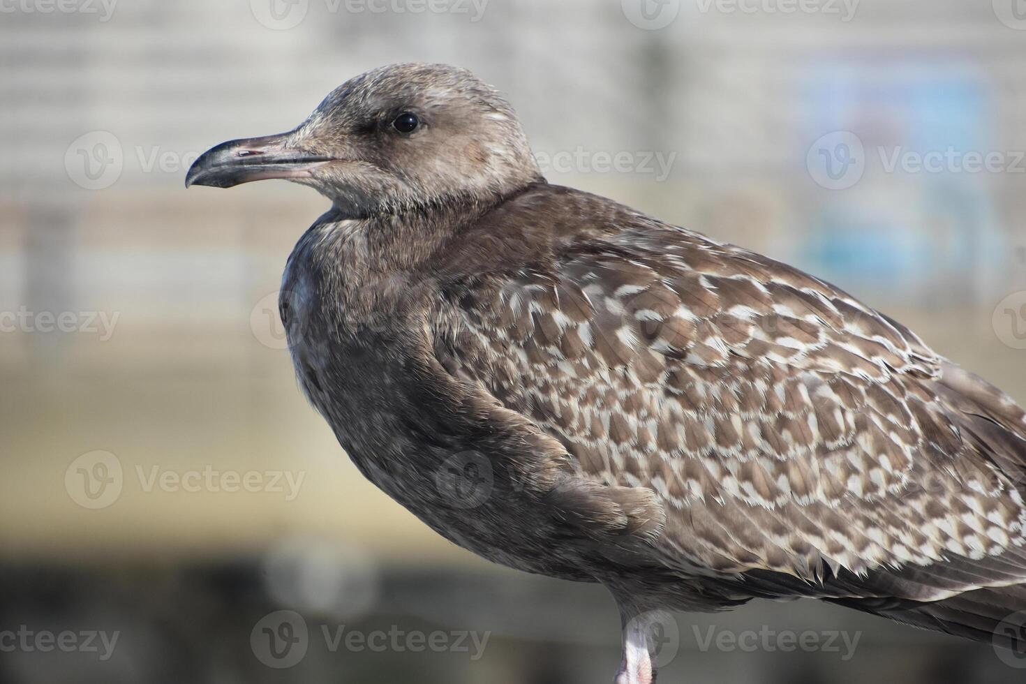 Close Up with a Gray Feathered Seagull photo