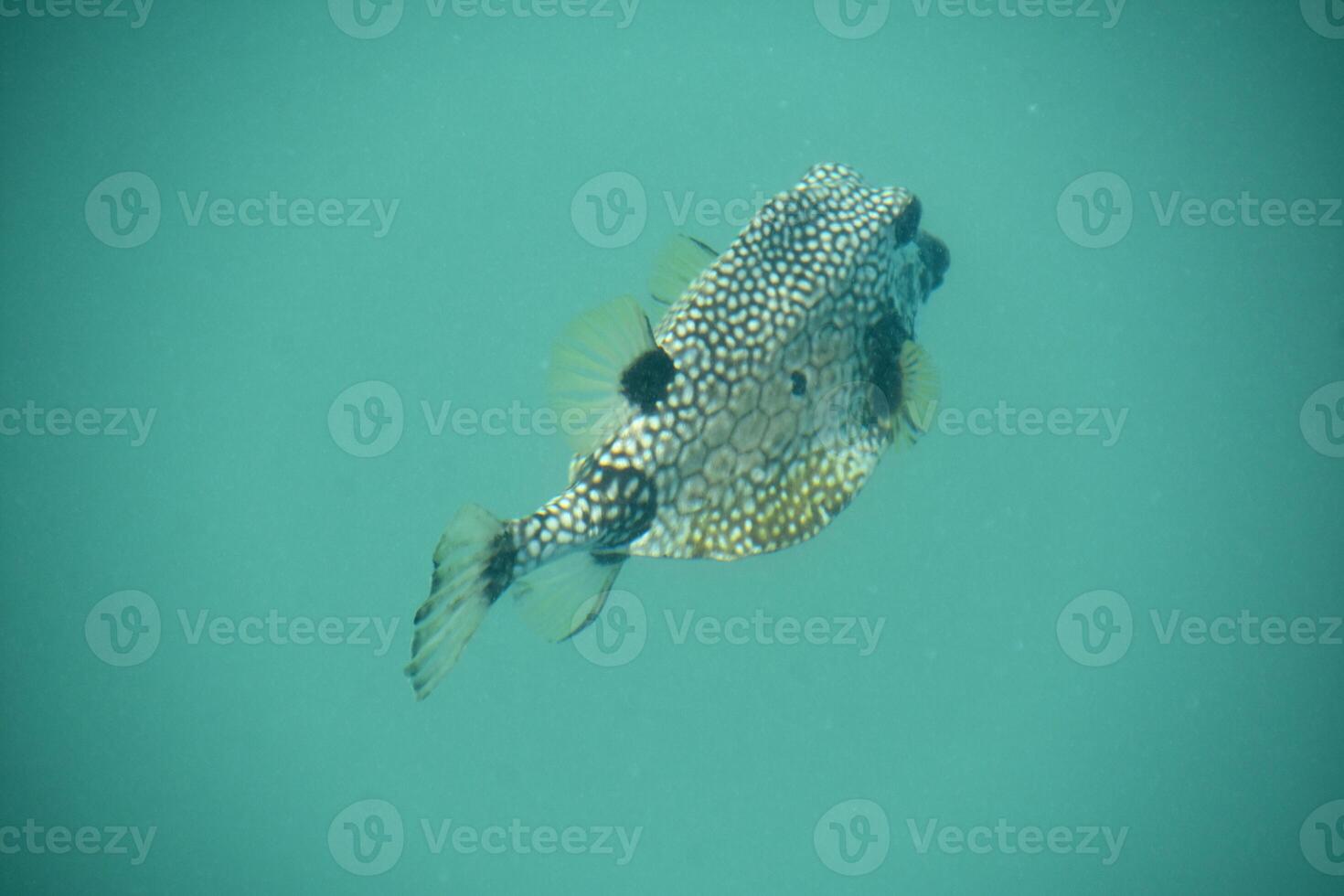 Patterned Puffer Fish Swimming Away Under the Sea photo
