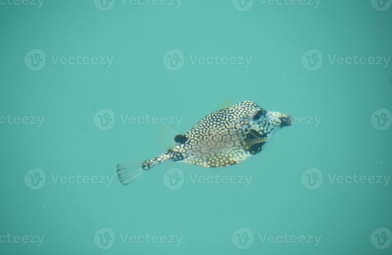 Triangular Shaped Puffer Fish in the Tropics photo