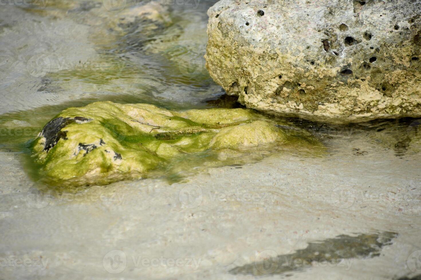 Submerged Rock Coated in Green Algae and Seaweed photo