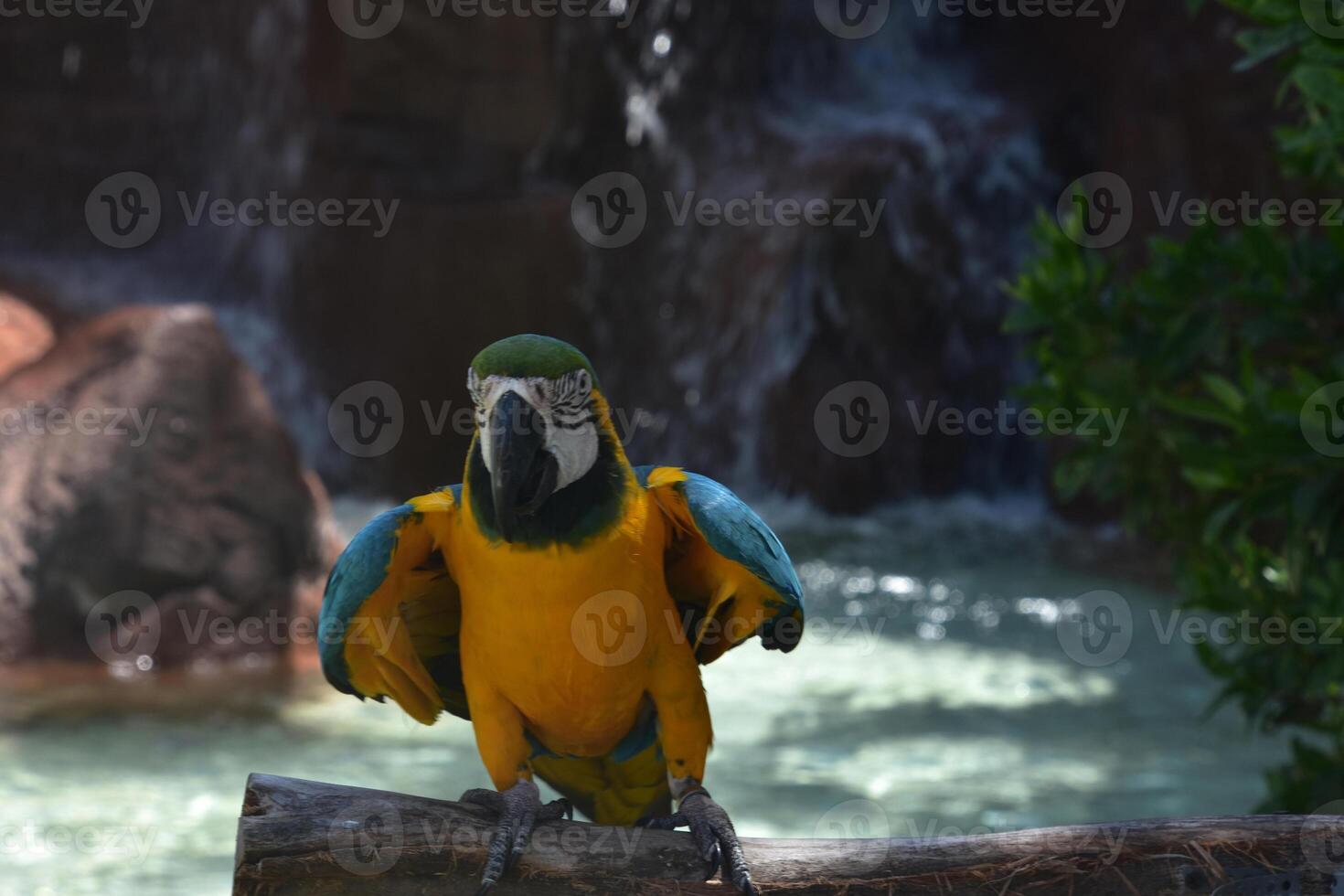 Blue and Gold Parrot on a Perch photo