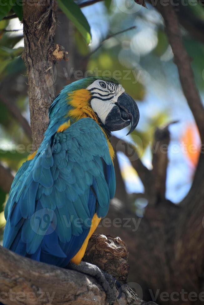 Close Up with a Blue and Gold Macaw photo