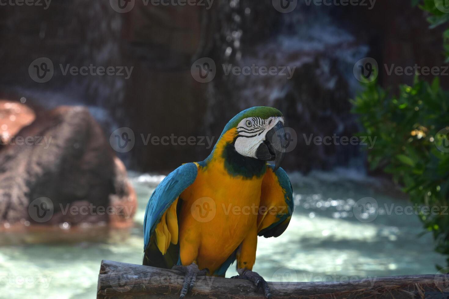 Macaw Parrot on a Perch with Water Behind Him photo