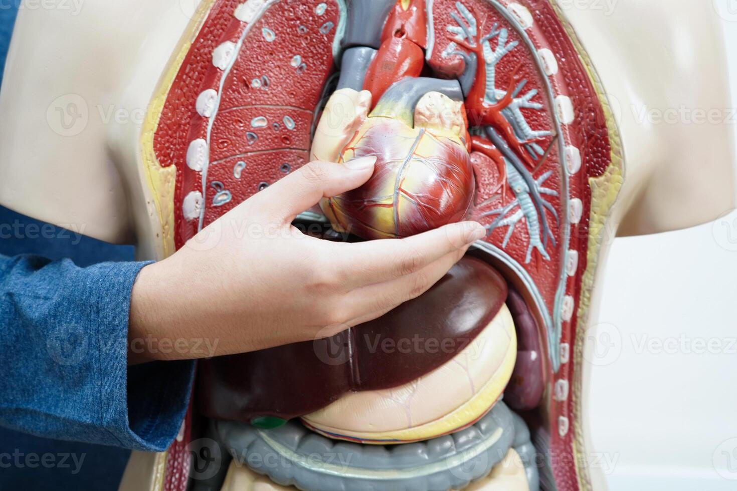 asiático estudiante aprendizaje con humano cuerpo modelo en anatomía biología en salón de clases a alto escuela. foto