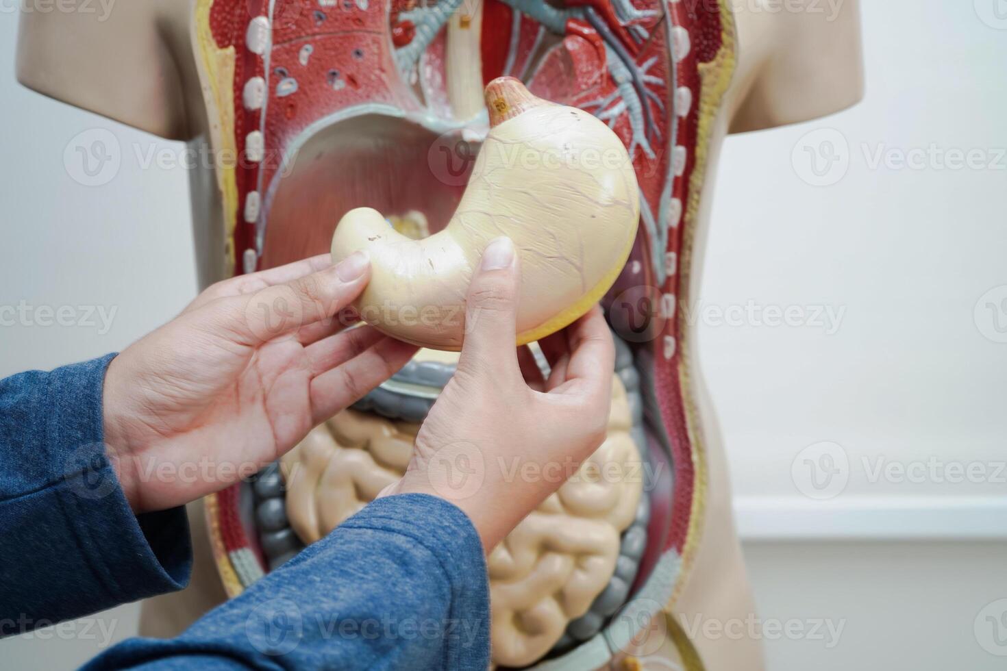 asiático estudiante aprendizaje con humano cuerpo modelo en anatomía biología en salón de clases a alto escuela. foto