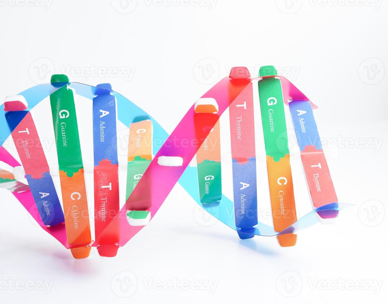 DNA molecule spiral structure model isolated on white background, chromosome and gene chemical science biology. photo