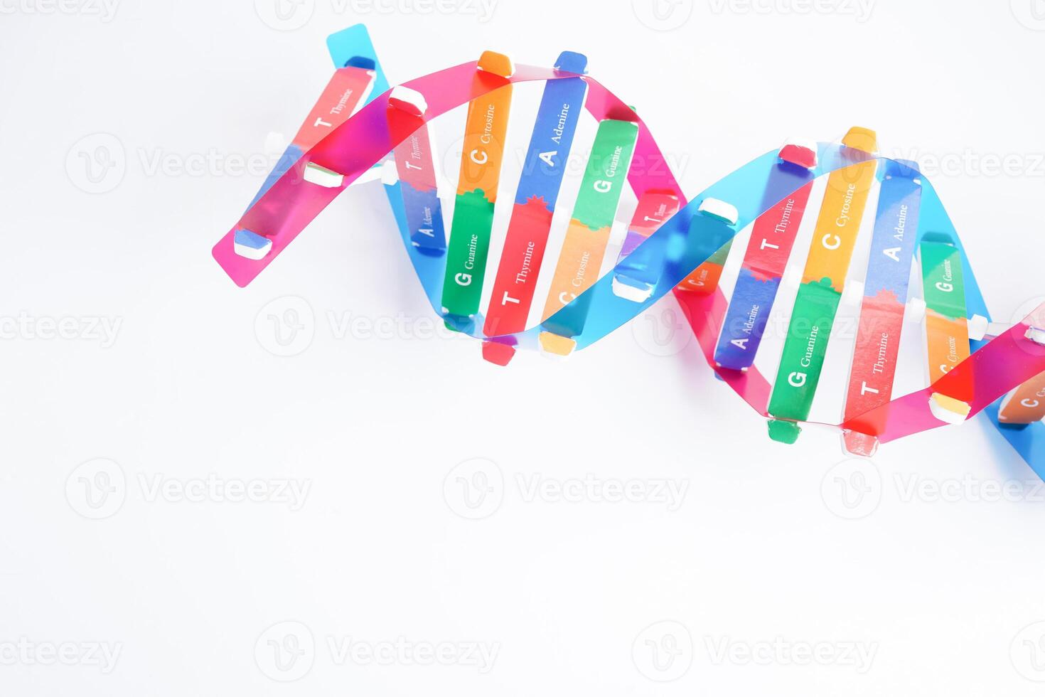 DNA molecule spiral structure model isolated on white background, chromosome and gene chemical science biology. photo