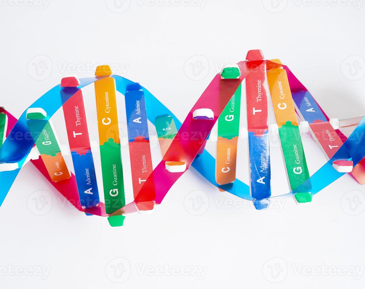 DNA molecule spiral structure model isolated on white background, chromosome and gene chemical science biology. photo