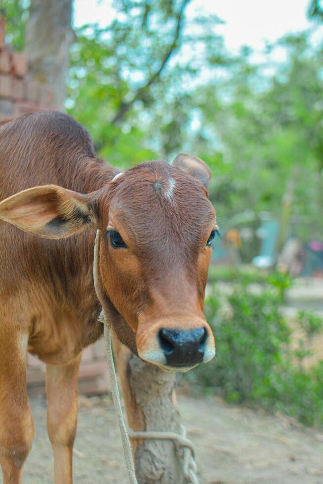 close up of a cow photo