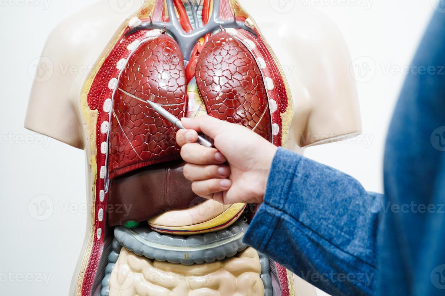 asiático estudiante aprendizaje con humano cuerpo modelo en anatomía biología en salón de clases a alto escuela. foto