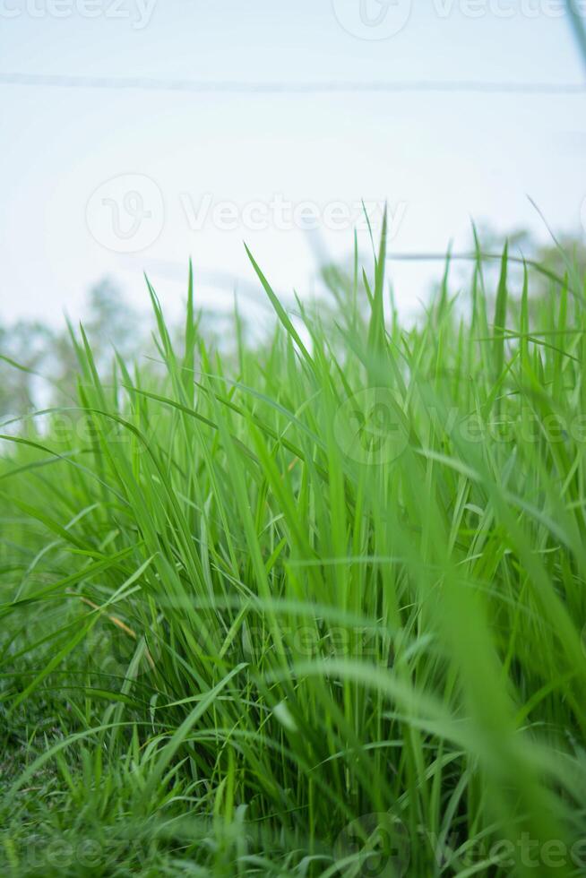 verde césped en el cielo foto