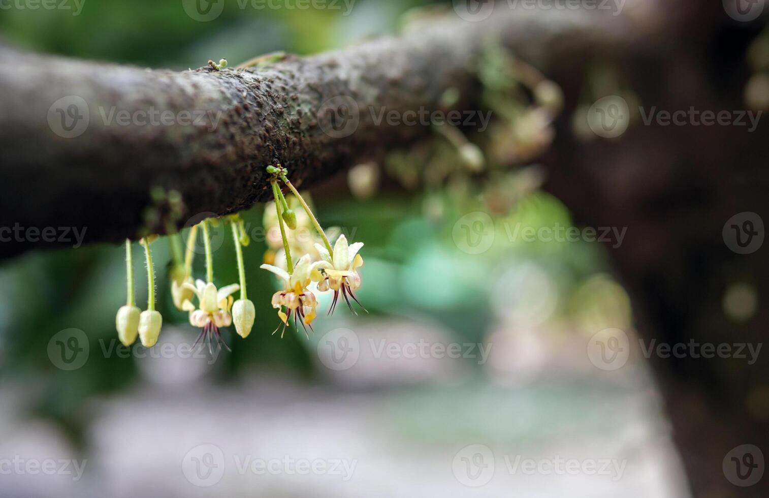 Cocoa flowers Theobroma cacao on growing tree trunk,Cacao flowers and fruits on cocoa tree  for the manufacture of chocolate photo