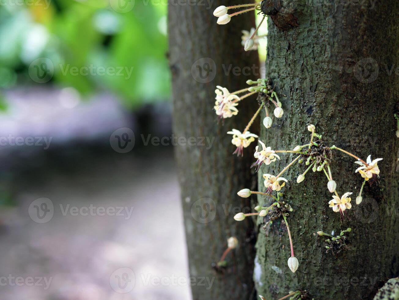 Cocoa flowers Theobroma cacao on growing tree trunk,Cacao flowers and fruits on cocoa tree  for the manufacture of chocolate photo