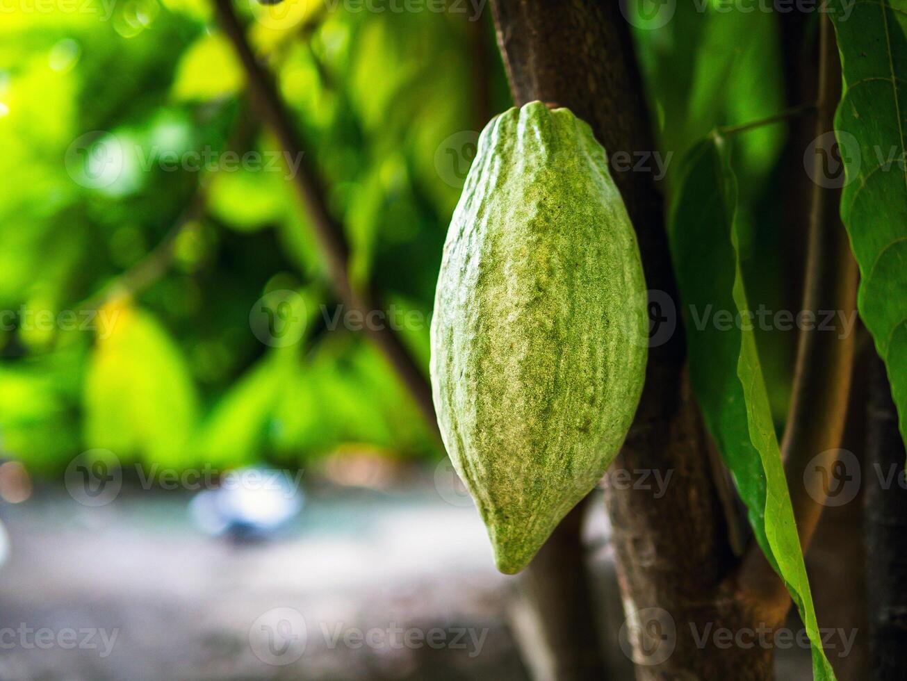 Green Cocoa pods grow on trees. The cocoa tree,Theobroma cacao with fruits, Raw cocoa cacao tree plant fruit plantation photo