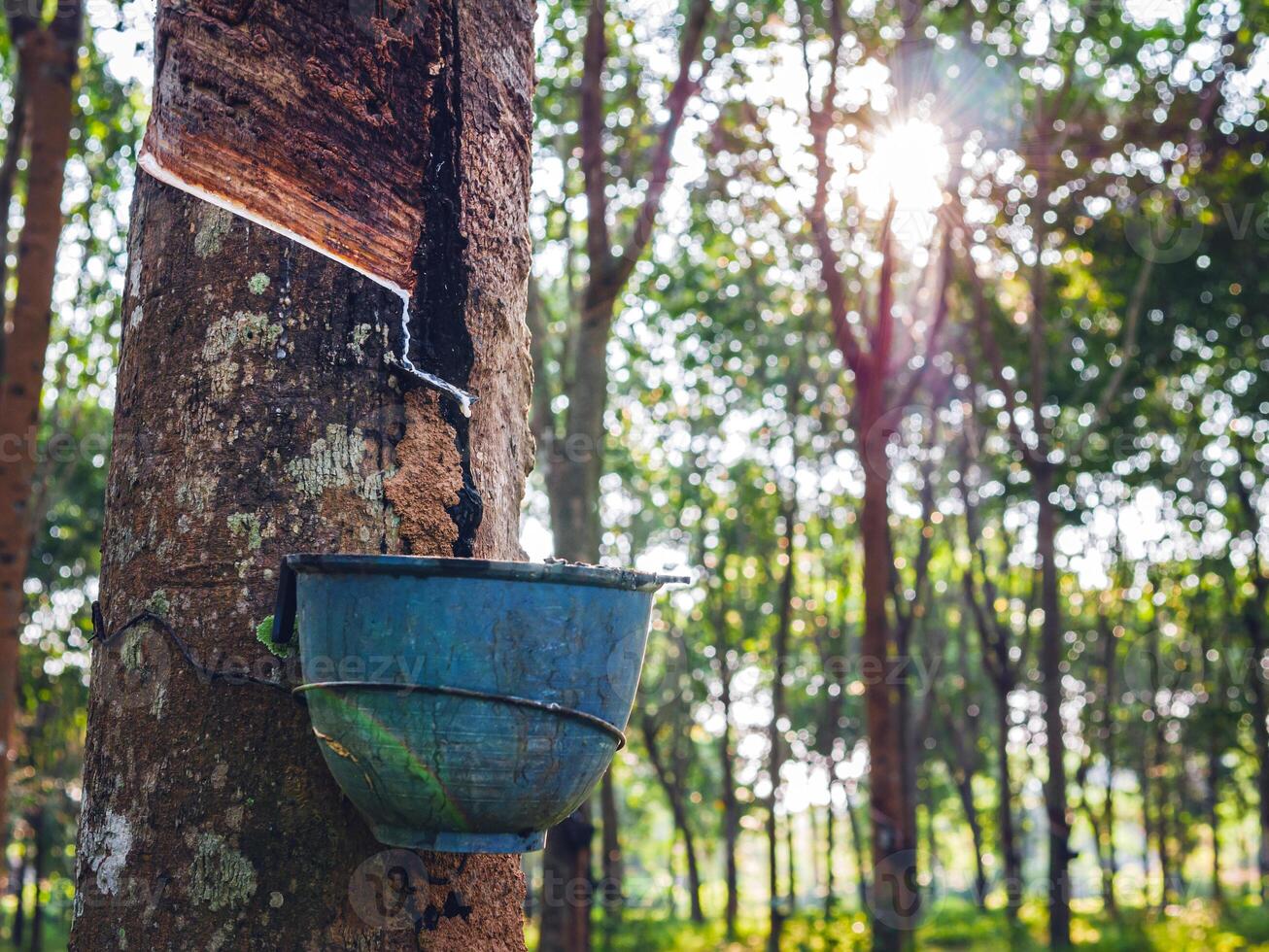 Natural latex from rubber tree in plantation forest,The natural latex flows into the rubber bowl. photo