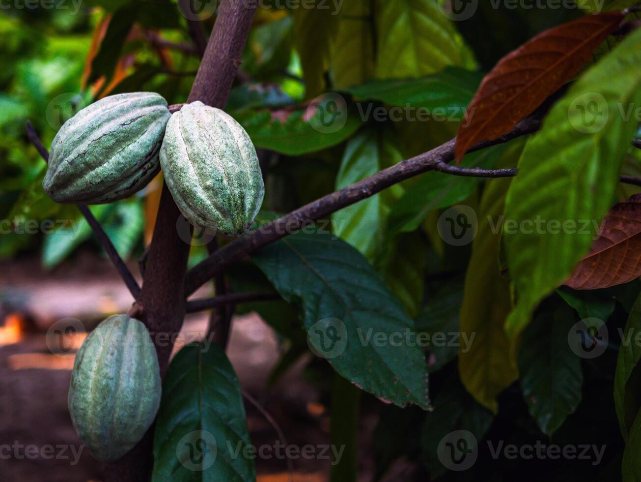 el cacao árbol inmaduro orgánico cacao fruta, teobroma cacao con frutas, verde cacao crudo cacao árbol planta Fruta plantación foto