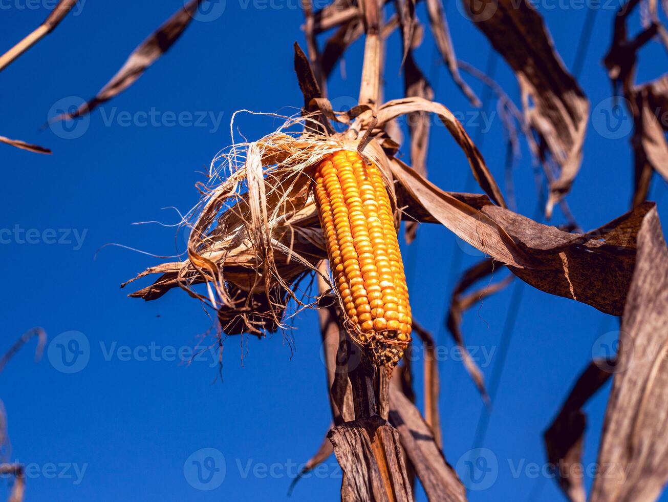 de cerca de seco maíz mazorcas en maíz campo, seco maíz en maíz planta foto