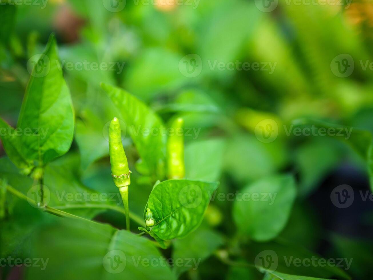 Green young chili peppers on the chili tree photo