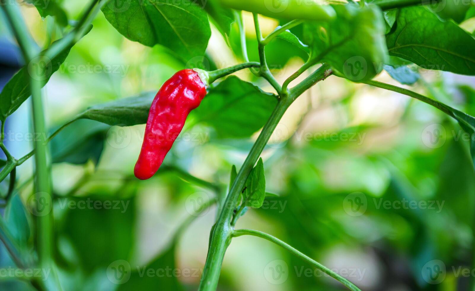 rojo chile pimientos en el chile árbol foto