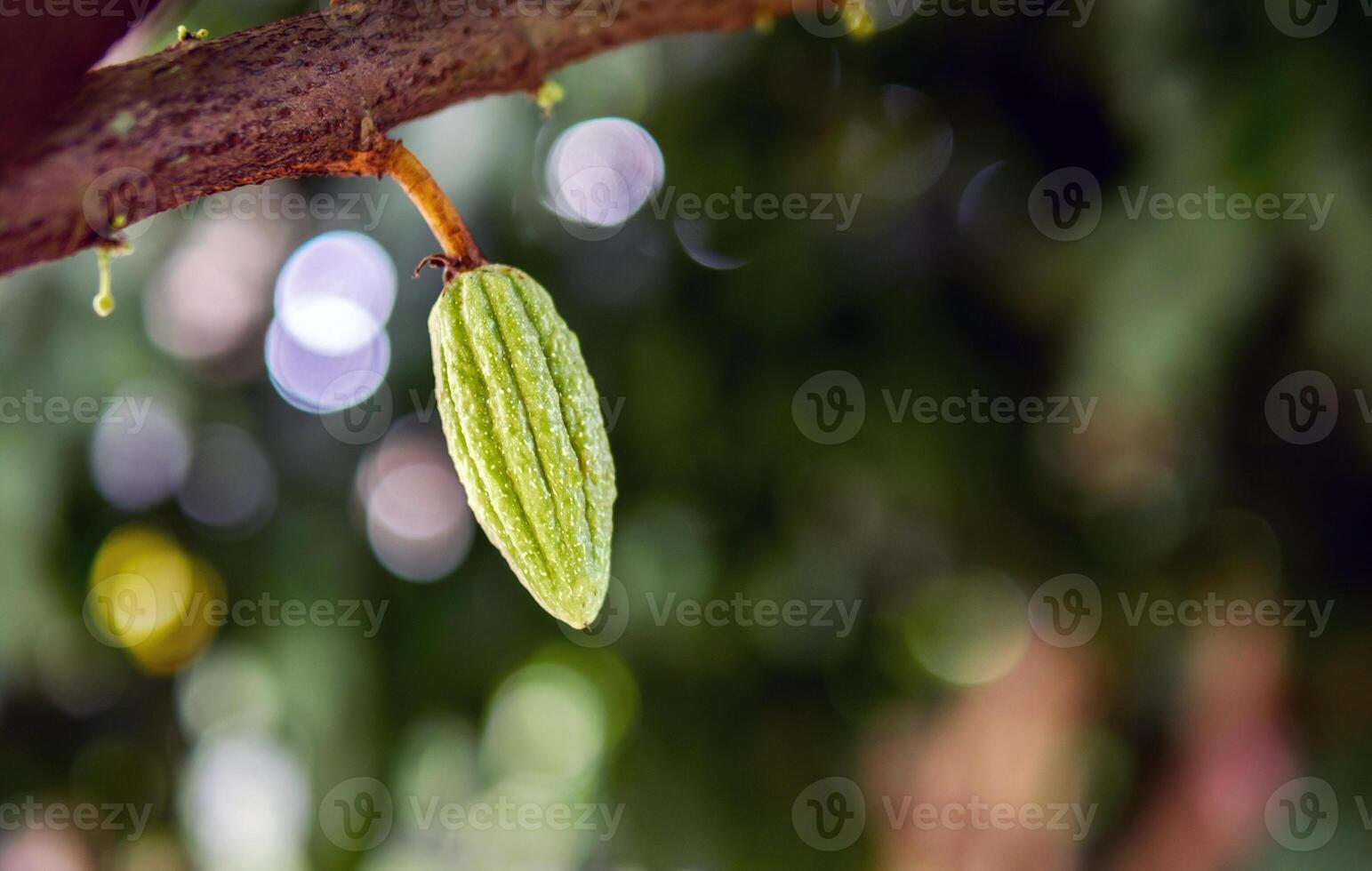 Green small Cocoa pods branch with young fruit and blooming cocoa flowers grow on trees. The cocoa tree  Theobroma cacao  with fruits, Raw cacao tree plant fruit plantation photo