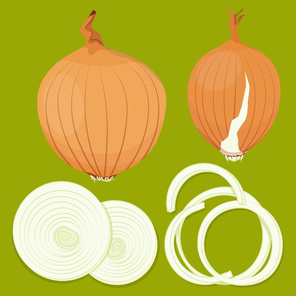 Set of different onions, whole and chopped vector