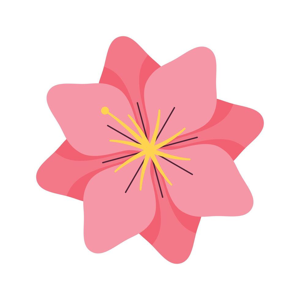 vector cherry blossom illustration on white background