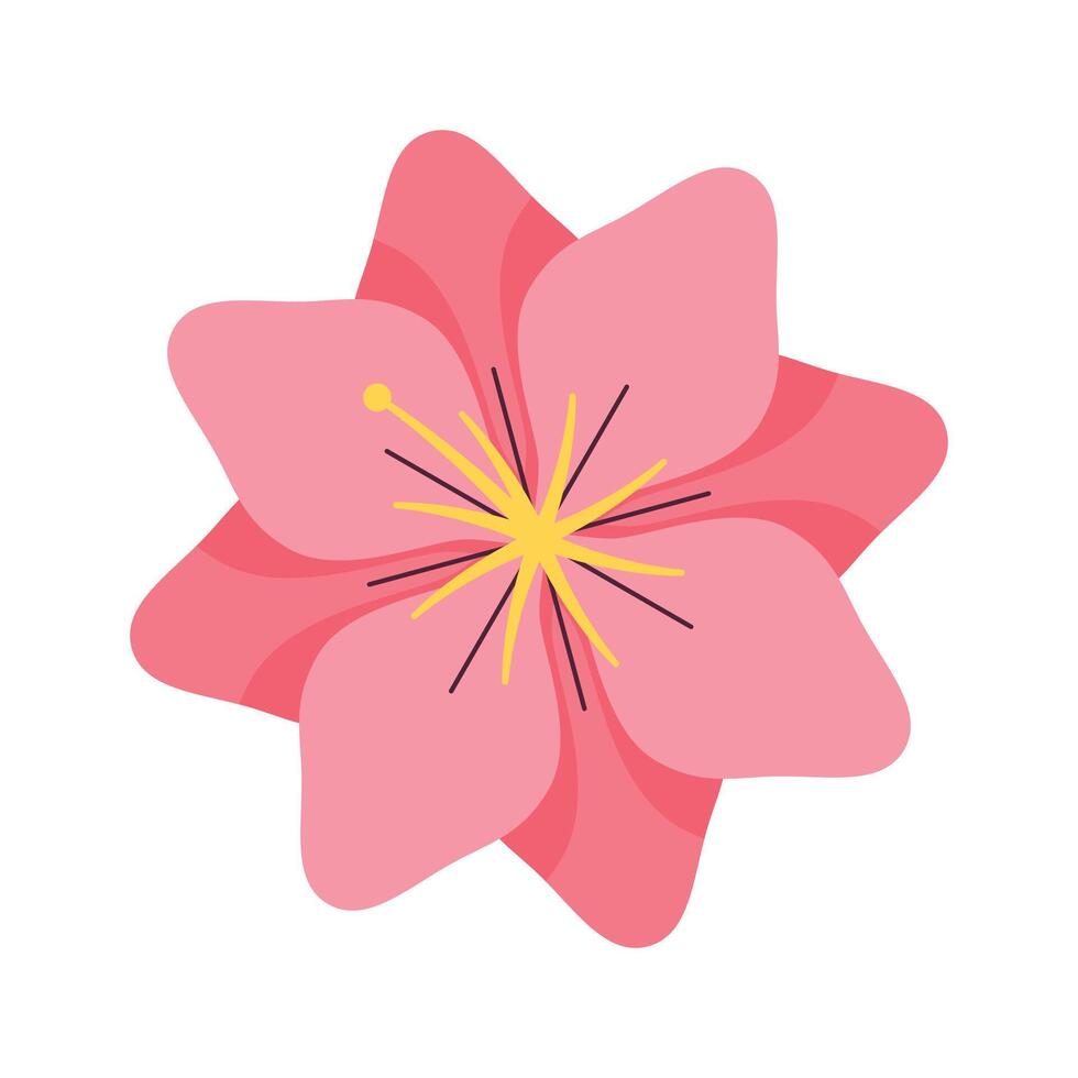 vector cherry blossom illustration on white background